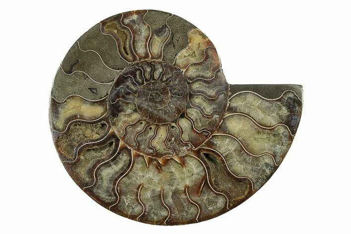 Cut & Polished Ammonite Fossil (Half) - Madagascar #238787